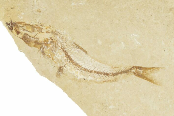 Cretaceous Fossil Fish - Lebanon #258854